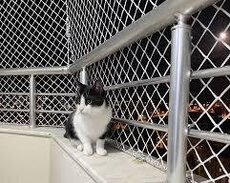 Pişik üçün təhlükəsizlik torları