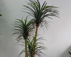 Süni dekorativ ağac və güllər