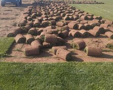 Tebbi qazon